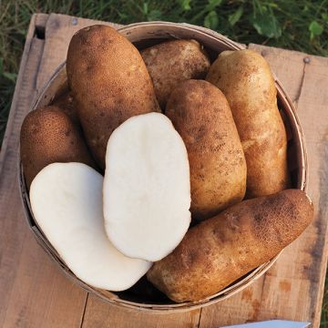 Burbank Russet Potato